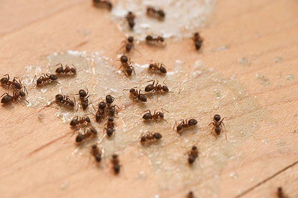 Best Affordable Pest Control Services  in Murphys Estates, SC